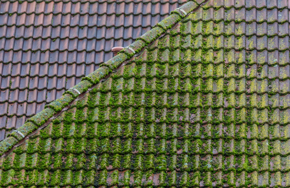 Should You Remove Moss From Your Roof